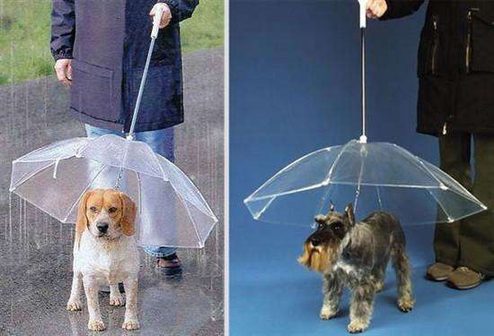狗没拿伞是什么意思插图