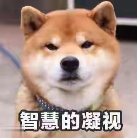 稳如老狗是什么梗插图
