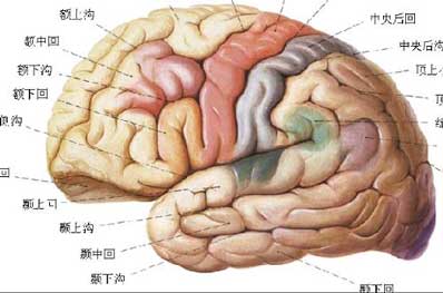 脑回路是什么意思？大脑回路插图