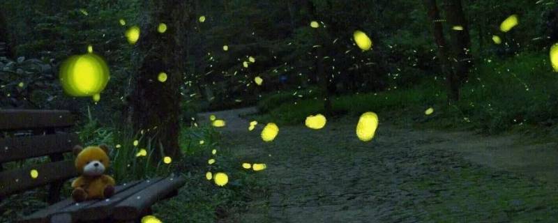 萤火虫为什么会发光？解释是什么？插图