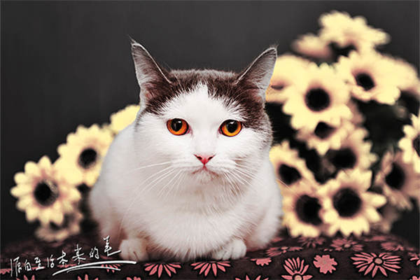 猫性人格解释是什么？插图2