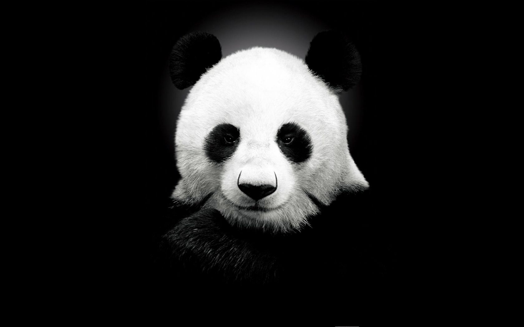 大熊猫是什么梗？插图