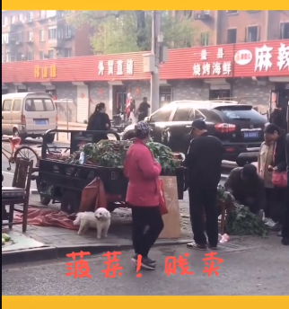 菠菜贱卖意思是什么？插图