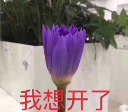 我想开了意思是什么?插图1 我想开了意思是什么?插图1